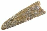 Fossil Pterosaur (Siroccopteryx) Tooth - Morocco #359993-1